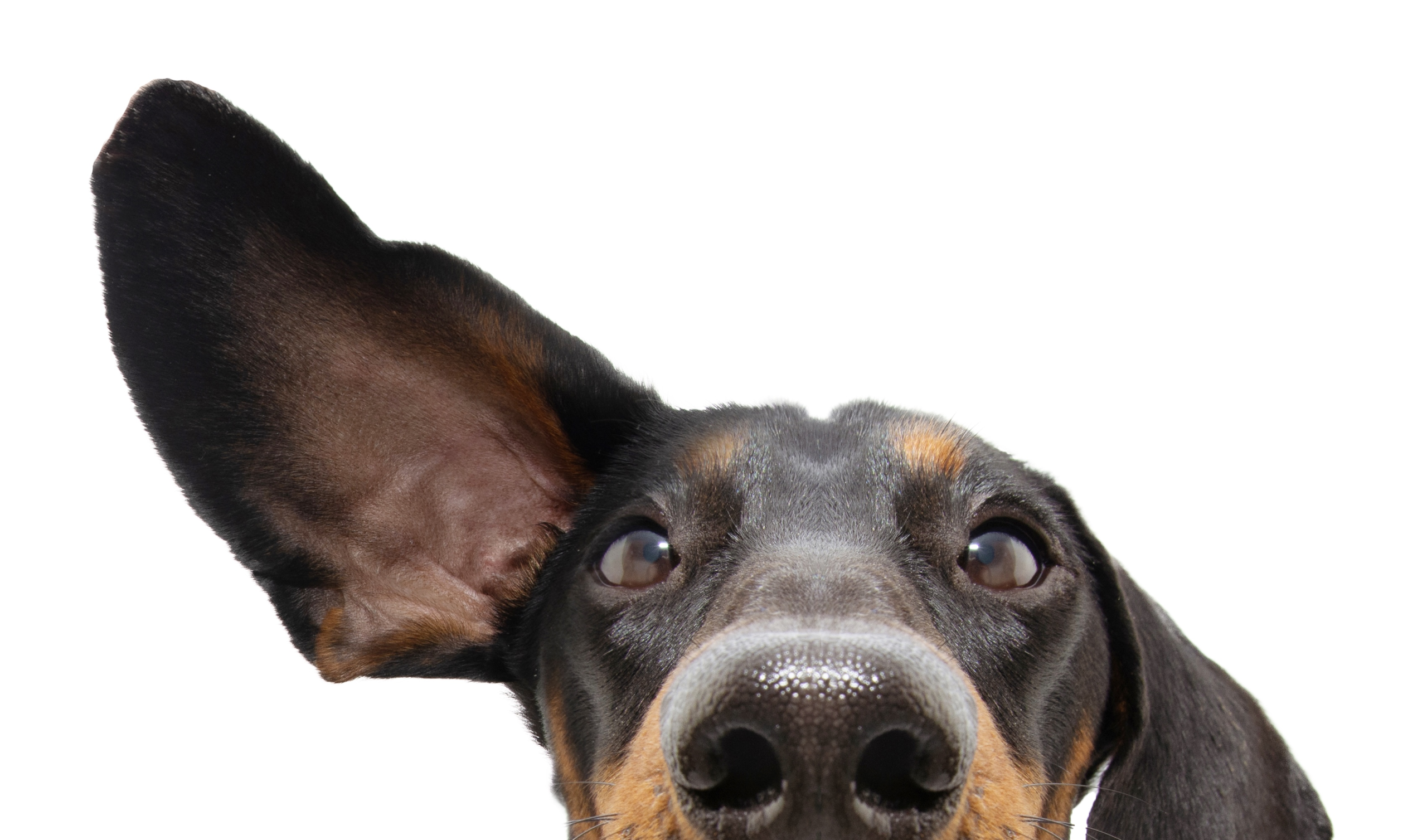 When to Listen, When to Lead: The High-Stakes Art of Brand Backtracking